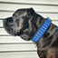"Star" collar