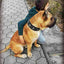 "Maximus Silver" BIG dog SET- Harness - collar - lead. Black