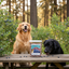 Much Loved Dog™ - Blueberry Antioxidant REFILL, 6 oz.