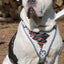 The “Dragon's Eye” Harness LIMITED!