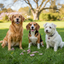 Much Loved Dog™ - Blueberry Antioxidant REFILL, 6 oz.