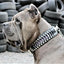 The ''Steampunk'' collar exclusive design