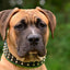 The "Stud" dog collar