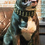 The "Gold Giant" collar