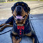 Bestia ''Bowtie'' leather harness