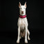 The ''Spine'' collar
