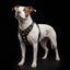 ''Bijou'' harness Black & Orange for big dogs