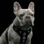 The ''Bijou'' harness Black & Blue Small to Medium Size