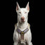 THE CANDY Harness