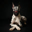''Eros'' Basket Muzzle black & red