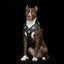 The "Eros" all Black Harness
