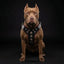 ''Bijou'' harness Black & Red for big dogs