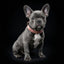 The ''Nostalgia Rose'' puppy collar