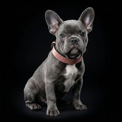 The ''Nostalgia Rose'' puppy collar