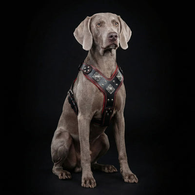 The "Eros" harness black & red