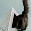 'Oasis' Cardboard Cat Pyramid