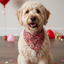 Valentine Bandanas