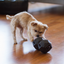 The Odin Treat Dispensing Toy For Dogs