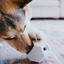 The Odin Treat Dispensing Toy For Dogs
