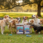Much Loved Dog™ - Blueberry Antioxidant REFILL, 6 oz.