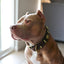 The "Maximus" collar 2.5 inch wide brown & gold