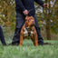 ''Midas'' leather dog harness gold medium size