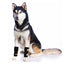 NeoAlly Dog Front Leg Braces: Enhance Safety with Reflective Straps (Pair)