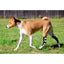 NeoAlly Dog Rear Leg Hock Brace with Metal Spring Strips for Large Dogs [Long Version] (Pair)
