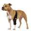 NeoAlly Elbow and Shoulder Brace with Spring Inserts for Dogs and Cats - Enhance Pet Mobility with Optimal Support