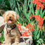 Jurassic Bark Reversible Harness