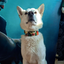 The Joker Limited Collar