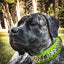 ''Predator'' collar in Green