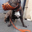 ''Maximus'' Silver Basket Muzzle