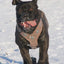 The "Aztec" Grey Harness