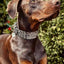 The ''Rock Python'' collar
