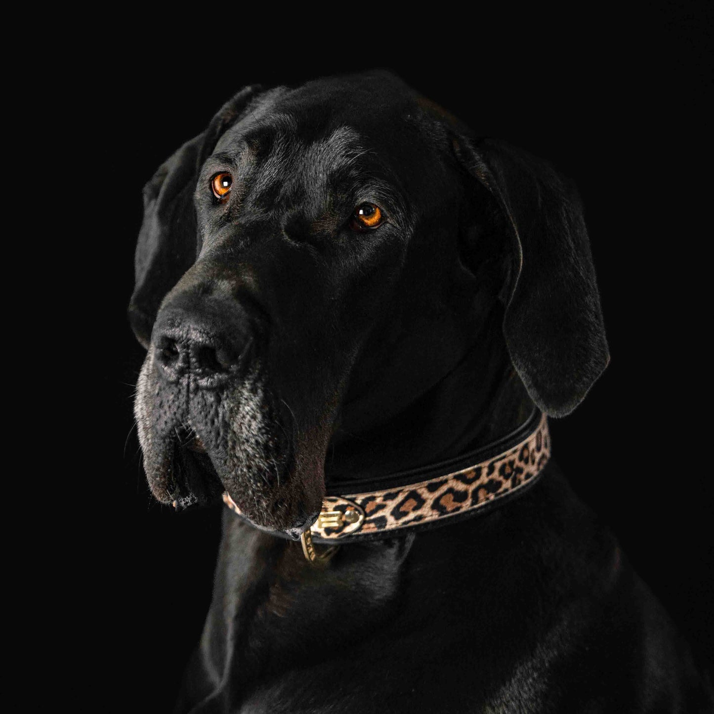 The Leopard Collar
