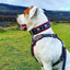 "EROS" BIG dog SET- Harness - collar - lead. Black & Red