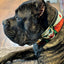 The Joker Limited Collar