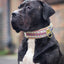 The Candy Dog Collar